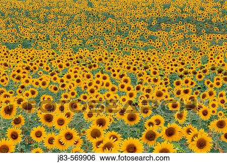 Field with sunflower. Provence, france. View Large Photo Image Stock Photograph - Field with sunflower. Provence, france.. Fotosearch