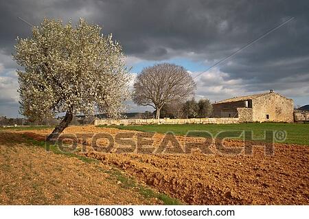 Field work and Almond Blossom, Prunus dulcis, Algaida, Majorca, Balearic Islands, Spain View Large Photo Image Stock Image - Field work and Almond Blossom, Prunus dulcis, Algaida, Majorca, Balearic Islands, Spain. Fotosearch