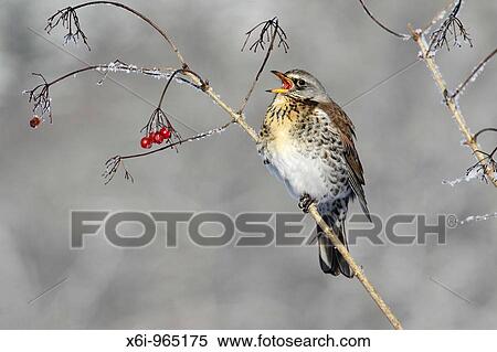 Fieldfare Turdus pilaris, feeding on Guelder Rose berries in winter, Germany View Large Photo Image Stock Photography - Fieldfare Turdus pilaris, feeding on Guelder Rose berries in winter, Germany. Fotosearch