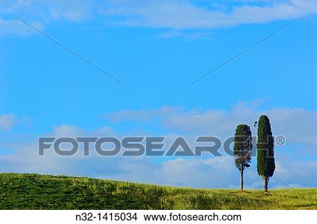 Fields and cypress trees, Tuscany landscape, Val d? Orcia, UNESCO world heritage site, Pienza, Siena Province, Tuscany, Italy View Large Photo Image Picture - Fields and cypress trees, Tuscany landscape, Val d? Orcia, UNESCO world heritage site, Pienza, Siena Province, Tuscany, Italy. Fotosearch