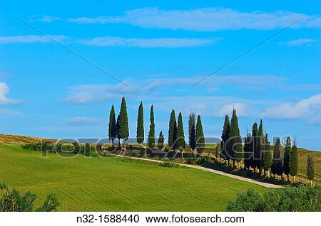 Fields and cypress trees, Tuscany Landscape, Val d? Orcia, UNESCO world heritage site, Pienza, Siena province, Tuscany, Italy View Large Photo Image Stock Image - Fields and cypress trees, Tuscany Landscape, Val d? Orcia, UNESCO world heritage site, Pienza, Siena province, Tuscany, Italy. Fotosearch