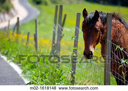 Stock Photo - Fields around Oma Forest in Basque Country, Spain. Fotosearch