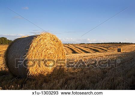 Stock Image - Fields in the Hambleton Hills at harvest time. North Yorkshire, England.. Fotosearch