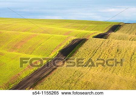 Stock Photography - Fields in the Palouse, a rich farming area in eastern Washington State, USA. Fotosearch