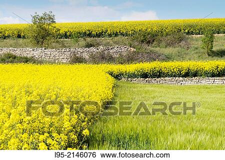 Fields of Canola Brassica napus flowered in Spring, Spain. View Large Photo Image Stock Photograph - Fields of Canola Brassica napus flowered in Spring, Spain.. Fotosearch