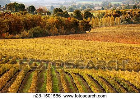 Fields of grain, Samazan, Gers, Midi Pyrenees, France. View Large Photo Image Stock Photograph - Fields of grain, Samazan, Gers, Midi Pyrenees, France.. Fotosearch