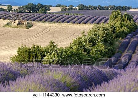 Fields of lavender and harvested wheat in summer, Valensole, Provence, France. View Large Photo Image Stock Image - Fields of lavender and harvested wheat in summer, Valensole, Provence, France.. Fotosearch