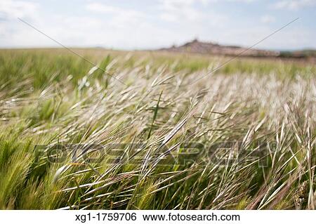 Stock Photograph - Fields of Navarre, Spain, Europe. Fotosearch