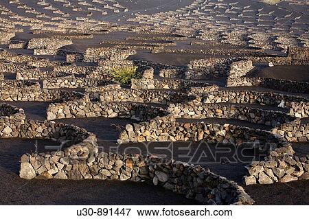 Fields of vineyards in the volcanic soil of La Geria Yaiza Lanzarote Las Palmas province Canary Islands Spain View Large Photo Image Stock Photo - Fields of vineyards in the volcanic soil of La Geria Yaiza Lanzarote Las Palmas province Canary Islands Spain. Fotosearch