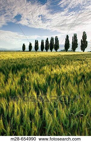 Fields of wheat with poplar trees, Skagit Valley Washington USA View Large Photo Image Stock Image - Fields of wheat with poplar trees, Skagit Valley Washington USA. Fotosearch