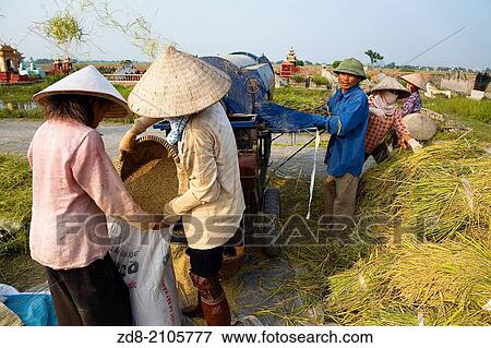 fields rice around Tamcoc. vietnam. View Large Photo Image Stock Photo - fields rice around Tamcoc. vietnam.. Fotosearch
