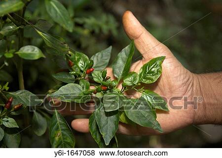 Stock Photo - Fiery piri piri chilli growing on bush Sahakari Spice Farm Ponda Goa. Fotosearch