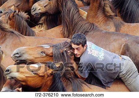 Fiesta de la Rapa das Bestas in Sabucedo, Pontevedra province. Galicia. Spain. View Large Photo Image Stock Image - Fiesta de la Rapa das Bestas in Sabucedo, Pontevedra province. Galicia. Spain.. Fotosearch