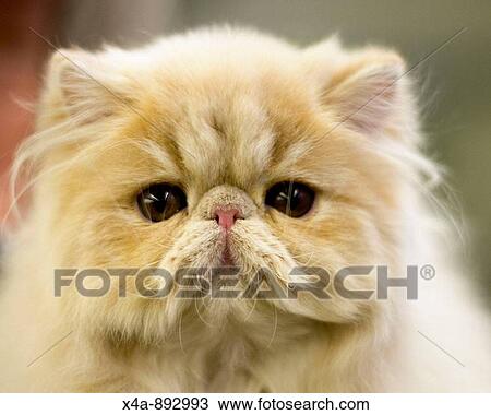 FIFe International Cat Show in Hamburg, Germany 2009, Persian cat View Large Photo Image Stock Image - FIFe International Cat Show in Hamburg, Germany 2009, Persian cat. Fotosearch