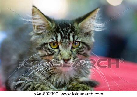 Stock Image - FIFe International Cat Show in Warsaw Poland, 2009, Maine-Coon, semi-long hair cat. Fotosearch