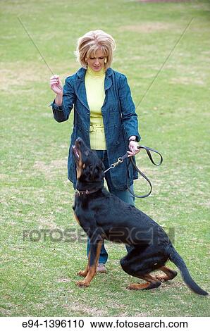 Fifty year old blond woman playing with a Doberman Pinscher in a park. View Large Photo Image Stock Image - Fifty year old blond woman playing with a Doberman Pinscher in a park.. Fotosearch