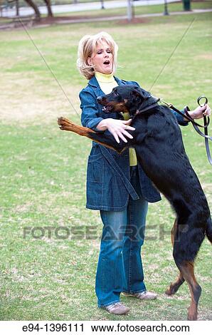 Fifty year old blond woman playing with a Doberman Pinscher in a park. View Large Photo Image Stock Image - Fifty year old blond woman playing with a Doberman Pinscher in a park.. Fotosearch