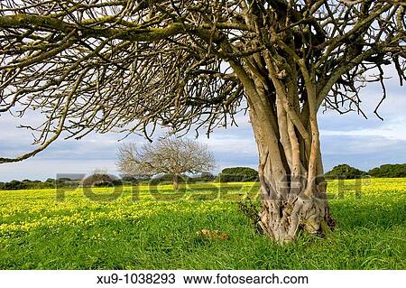 Fig tree, Minorca, Balearic Islands, Spain View Large Photo Image Stock Image - Fig tree, Minorca, Balearic Islands, Spain. Fotosearch