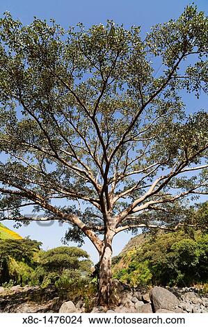 Picture - Fig Tree near the escarpment of the Simien Mountains close to the Simien Mts National Park near the village of Mekarebya at an elevation of about 2100m during the end of the rainy season. Fotosearch
