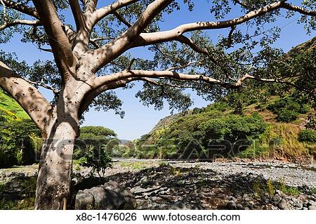 Fig Tree near the escarpment of the Simien Mountains close to the Simien Mts National Park near the village of Mekarebya at an elevation of about 2100m during the end of the rainy season View Large Photo Image Stock Photograph - Fig Tree near the escarpment of the Simien Mountains close to the Simien Mts National Park near the village of Mekarebya at an elevation of about 2100m during the end of the rainy season. Fotosearch