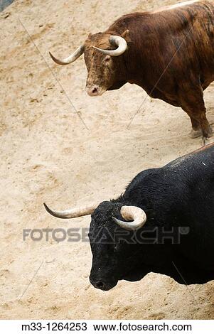 Fighting bulls, Las Ventas bullring, Madrid, Spain View Large Photo Image Stock Image - Fighting bulls, Las Ventas bullring, Madrid, Spain. Fotosearch
