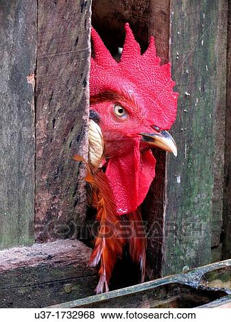 Stock Photo - Fighting cock. Image taken at Anna Rais longhouse, Sarawak, Malaysia.. Fotosearch
