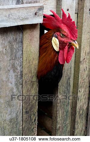 Fighting cock. Image taken at Annah Rais longhouse, Sarawak, Malaysia. View Large Photo Image Stock Photo - Fighting cock. Image taken at Annah Rais longhouse, Sarawak, Malaysia.. Fotosearch