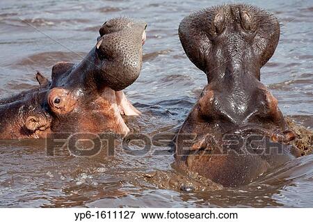 Stock Photo - fighting Hippopotamuses Hippopotamus amphibius in water, Serengeti National Park, Tanzania. Fotosearch