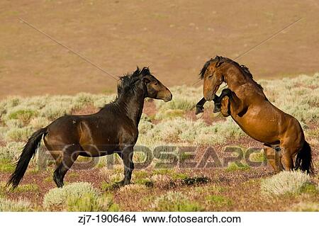Fighting stallions, Wild horses, Equus ferus, Nevada View Large Photo Image Picture - Fighting stallions, Wild horses, Equus ferus, Nevada. Fotosearch