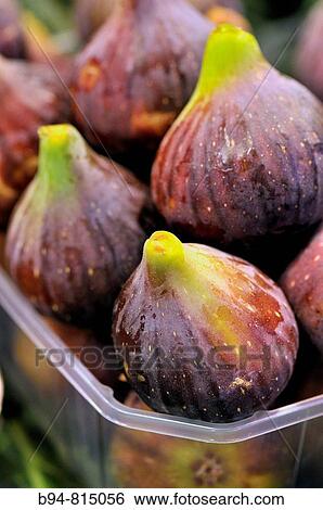Figs at La Boqueria market, Barcelona. Catalonia, Spain View Large Photo Image Stock Photograph - Figs at La Boqueria market, Barcelona. Catalonia, Spain. Fotosearch