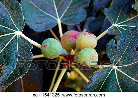 Stock Photography - figs, fig tree.. Fotosearch