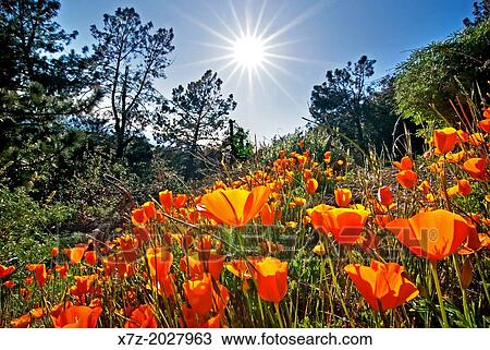 Figueroa Mountain, California Poppy wildflowers on Figueroa Mountain in the San Rafael Mountains in southern California. View Large Photo Image Stock Image - Figueroa Mountain, California Poppy wildflowers on Figueroa Mountain in the San Rafael Mountains in southern California.. Fotosearch