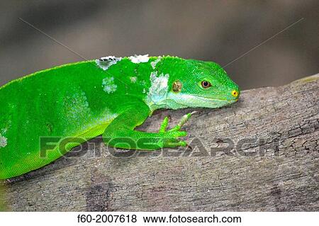 Fijian crested iguana, Brachylophus vitiensis, captive, Kula Eco Park, Viti Levu, Fiji, South Pacific. View Large Photo Image Stock Photo - Fijian crested iguana, Brachylophus vitiensis, captive, Kula Eco Park, Viti Levu, Fiji, South Pacific.. Fotosearch