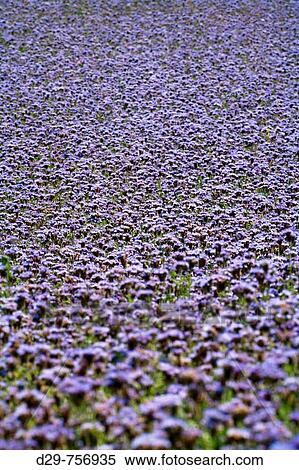 Filed of Phacelia View Large Photo Image Stock Photography - Filed of Phacelia. Fotosearch