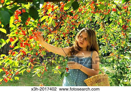fillette cueillant des cerises, departement Eure et Loir, region Centre, France, Europe/young girl gathering cherries, Eure et Loir department, region Centre, France, Europe. View Large Photo Image Stock Image - fillette cueillant des cerises, departement Eure et Loir, region Centre, France, Europe/young girl gathering cherries, Eure et Loir department, region Centre, France, Europe.. Fotosearch