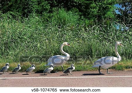 Finland, Aland Islands, Eckero, Swan crossing View Large Photo Image Stock Photography - Finland, Aland Islands, Eckero, Swan crossing. Fotosearch
