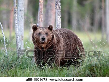 Finland, Kuhmo, Brown Bear (Ursus arctos) View Large Photo Image Stock Photo - Finland, Kuhmo, Brown Bear (Ursus arctos). Fotosearch