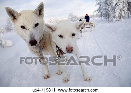 Finland, Lapland, sled View Large Photo Image Stock Image - Finland, Lapland, sled. Fotosearch