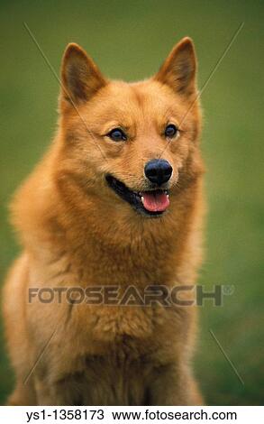 Stock Image - FINNISH SPITZ, PORTRAIT OF ADULT. Fotosearch