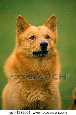 Finnish Spitz, Portrait of Adult. View Large Photo Image Stock Image - Finnish Spitz, Portrait of Adult.. Fotosearch