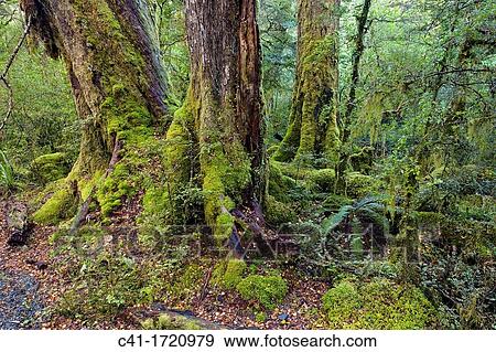 Stock Photo - Fiordland New Zealand. Fotosearch