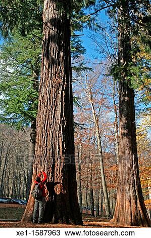 fir, Montseny Natural Park, Catalonia, Spain View Large Photo Image Stock Image - fir, Montseny Natural Park, Catalonia, Spain. Fotosearch
