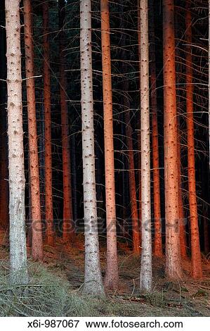 Fir Tree Stems Picea abies, in glow of setting sun, Germany View Large Photo Image Stock Photo - Fir Tree Stems Picea abies, in glow of setting sun, Germany. Fotosearch