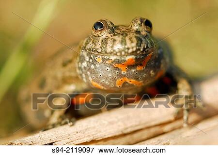 Fire bellied toad (Bombina bombina) in Ciglat, Male Levare area, region of Zahorie, Slovakia. View Large Photo Image Stock Photo - Fire bellied toad (Bombina bombina) in Ciglat, Male Levare area, region of Zahorie, Slovakia.. Fotosearch