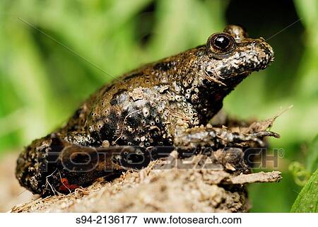 Fire bellied toad (Bombina bombina) in Ciglat, region of Zahorie, Slovakia. View Large Photo Image Stock Photo - Fire bellied toad (Bombina bombina) in Ciglat, region of Zahorie, Slovakia.. Fotosearch
