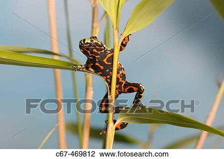 Fire Belly Toads (Bombina orientalis) View Large Photo Image Stock Image - Fire Belly Toads (Bombina orientalis). Fotosearch