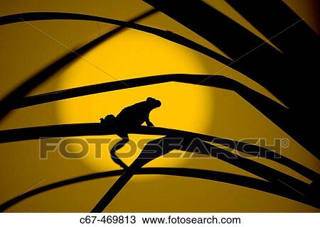 Stock Image - Fire Belly Toads (Bombina orientalis) at sunset. Fotosearch