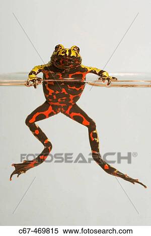 Fire Belly Toads (Bombina orientalis) View Large Photo Image Stock Photography - Fire Belly Toads (Bombina orientalis). Fotosearch