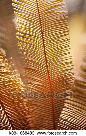 Fire Fern Cycas calcicola Litchfield National Park, Northern Territory, Australia View Large Photo Image Stock Image - Fire Fern Cycas calcicola Litchfield National Park, Northern Territory, Australia. Fotosearch