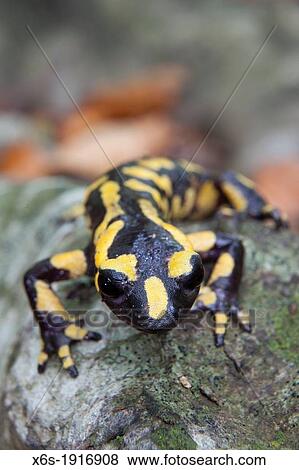 Stock Photo - Fire salamander - Salamandra salamandra -, Natural Park of Montseny, Barcelona, Spain. Fotosearch